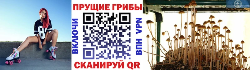 KRAKEN сайт Бавлы Галлюциногенные грибы Psilocybine cubensis